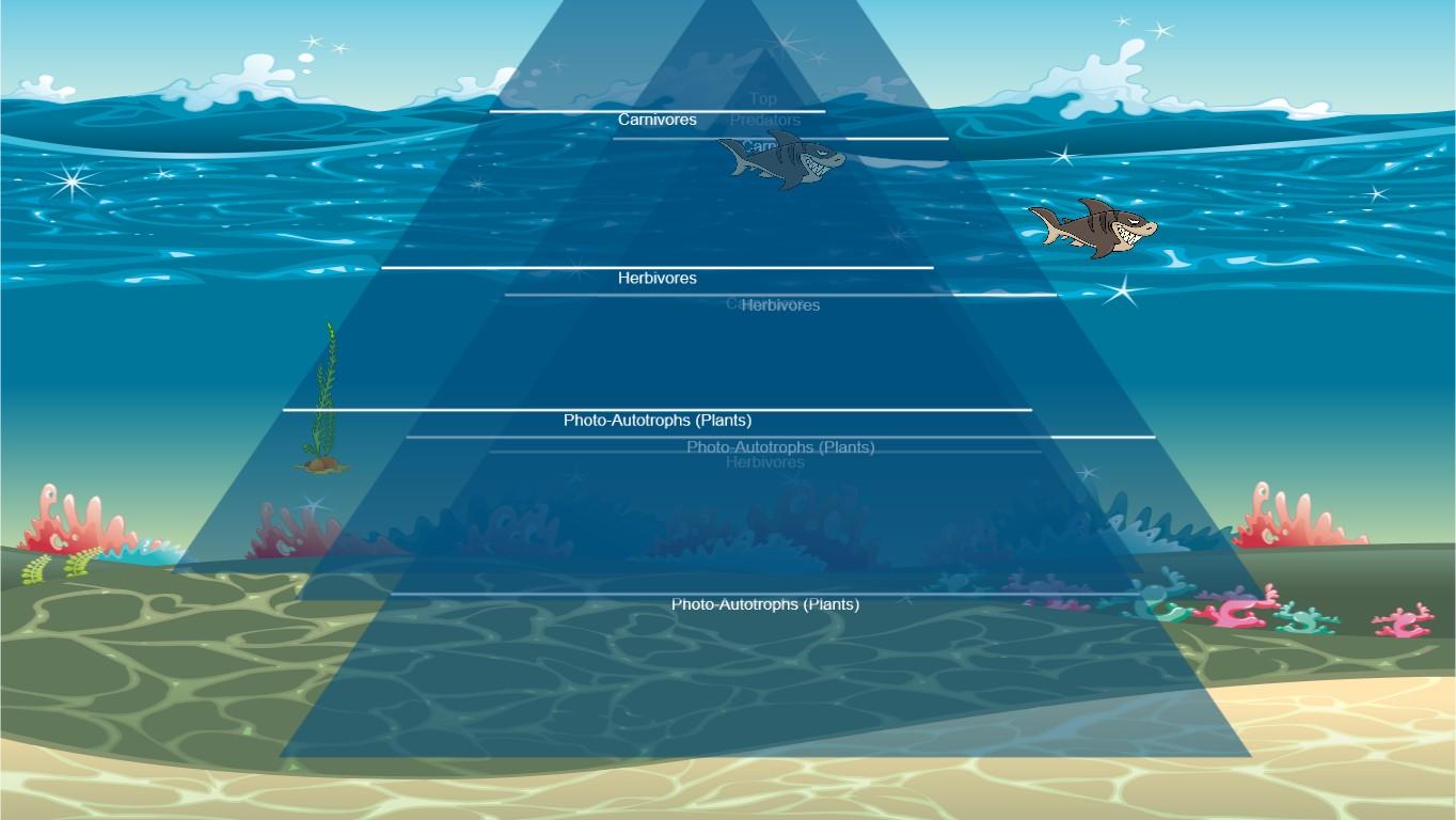 Ocean Ecological Pyramid