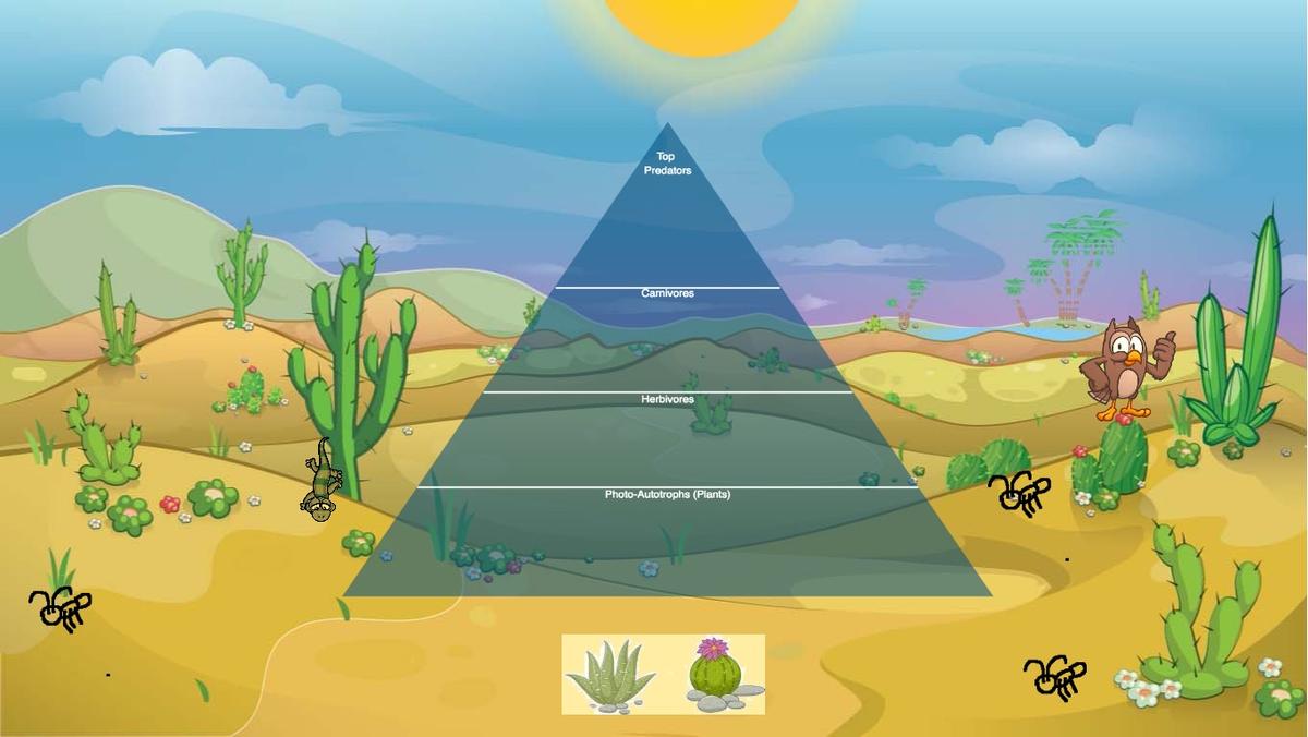 Ocean Ecological Pyramid