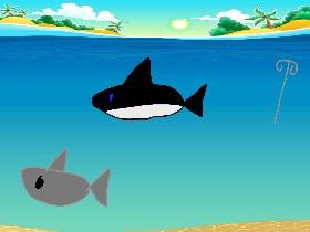 Orca vs. Shark