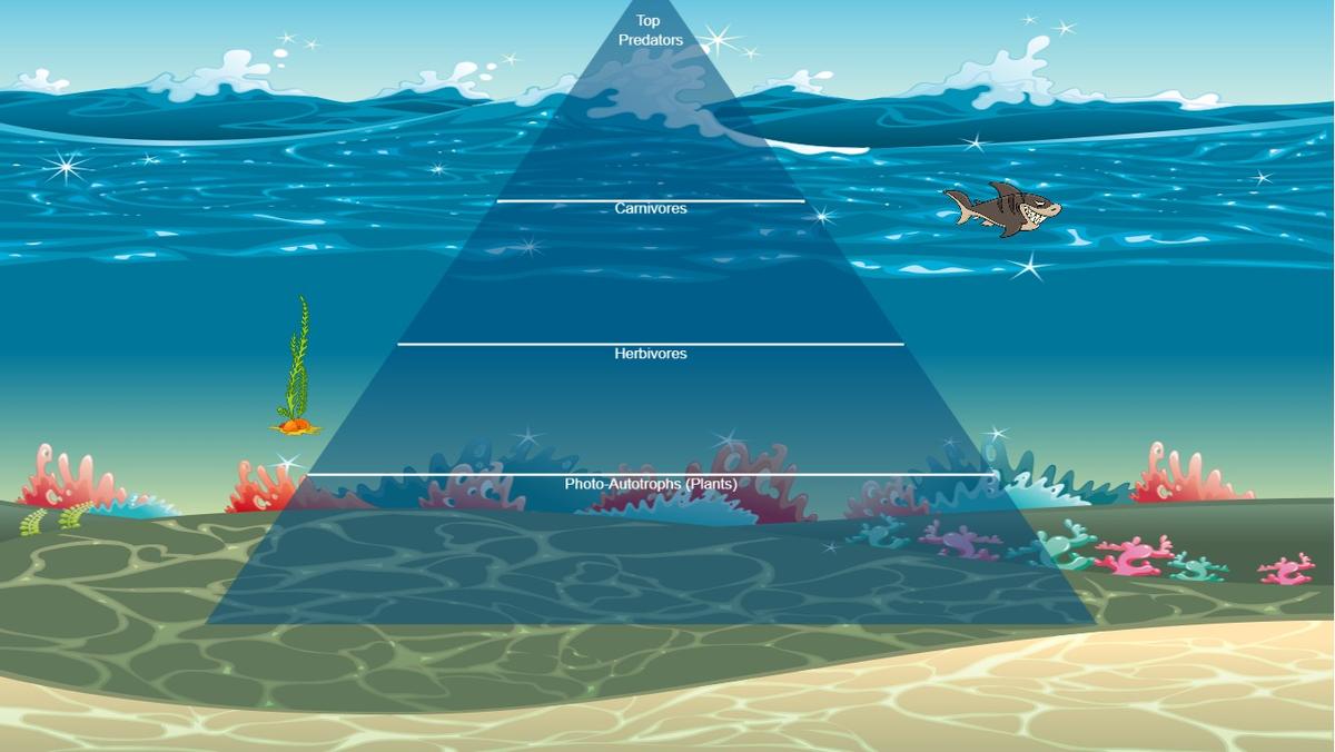 Ocean Ecological Pyramid