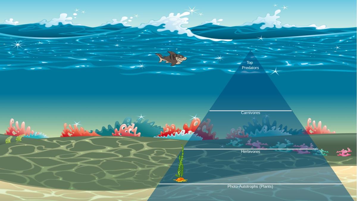 Ocean Ecological Pyramid