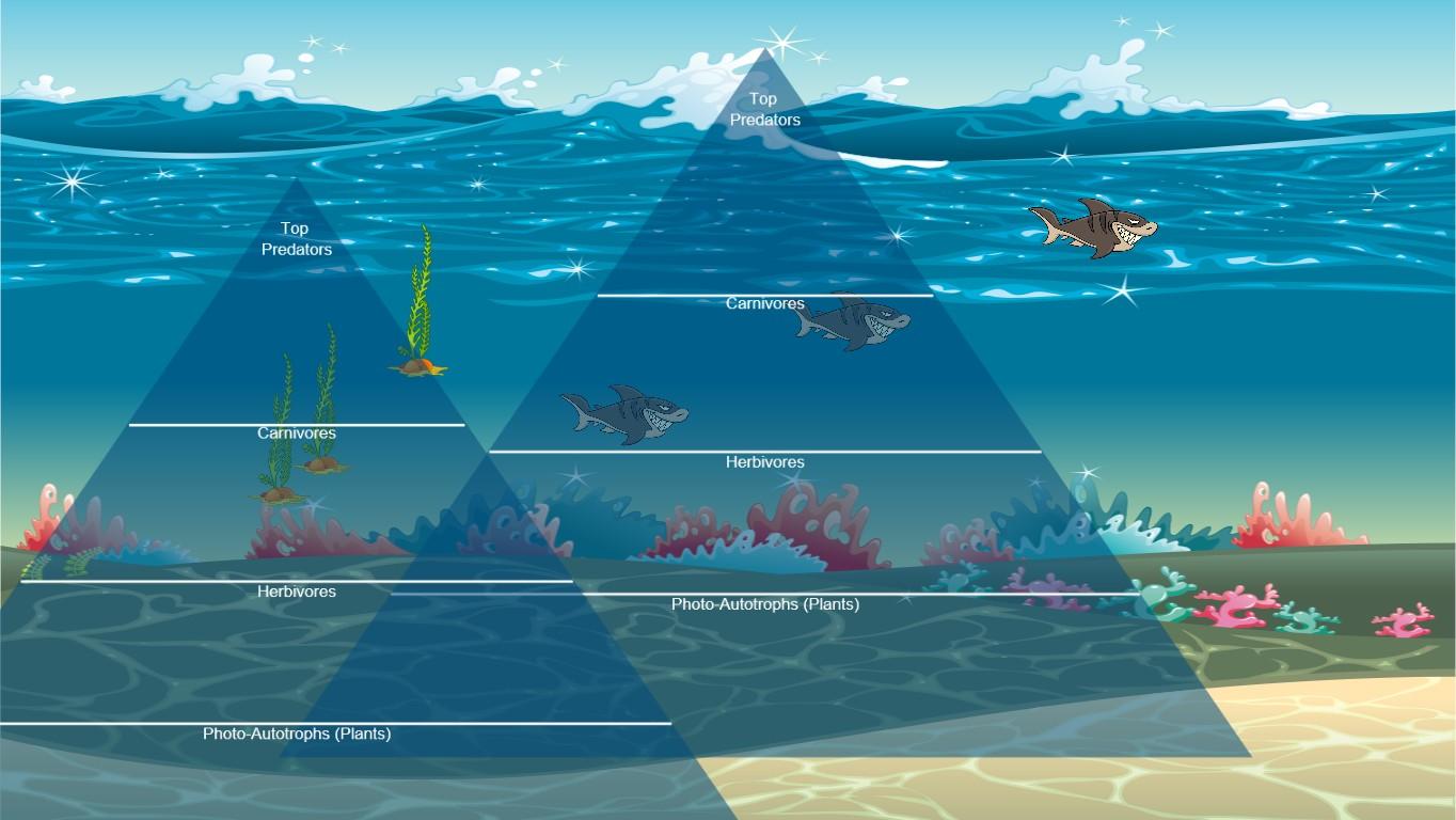 Ocean Ecological Pyramid