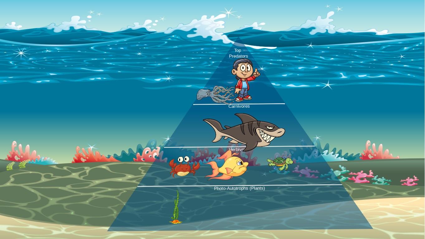 Ocean Ecological Pyramid