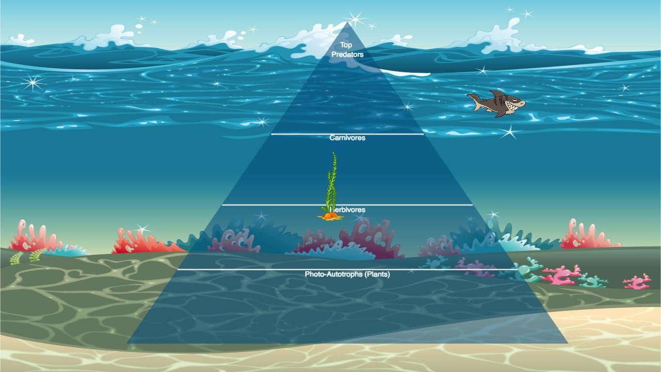 Ocean Ecological Pyramid