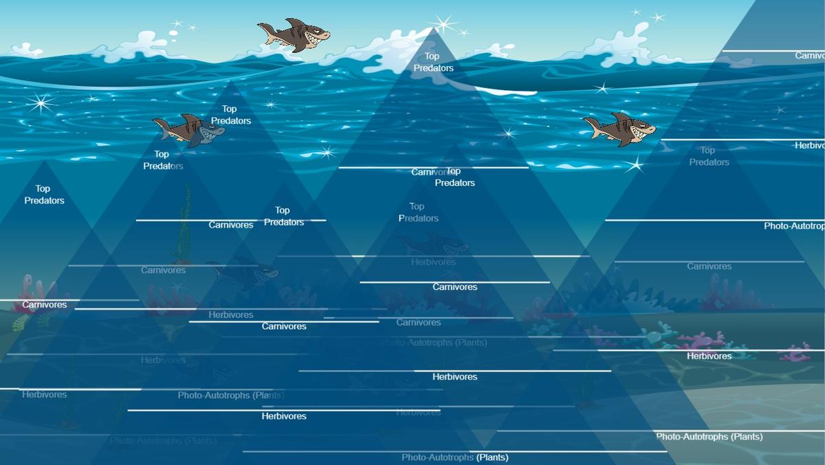 Ocean Ecological Pyramid