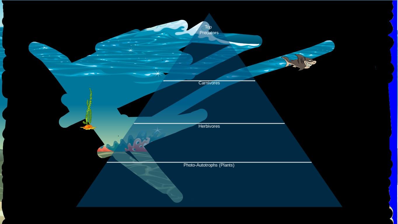 Ocean Ecological Pyramid