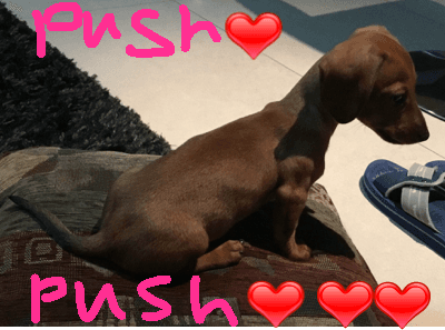 ♥️Push hart dog sims♥️