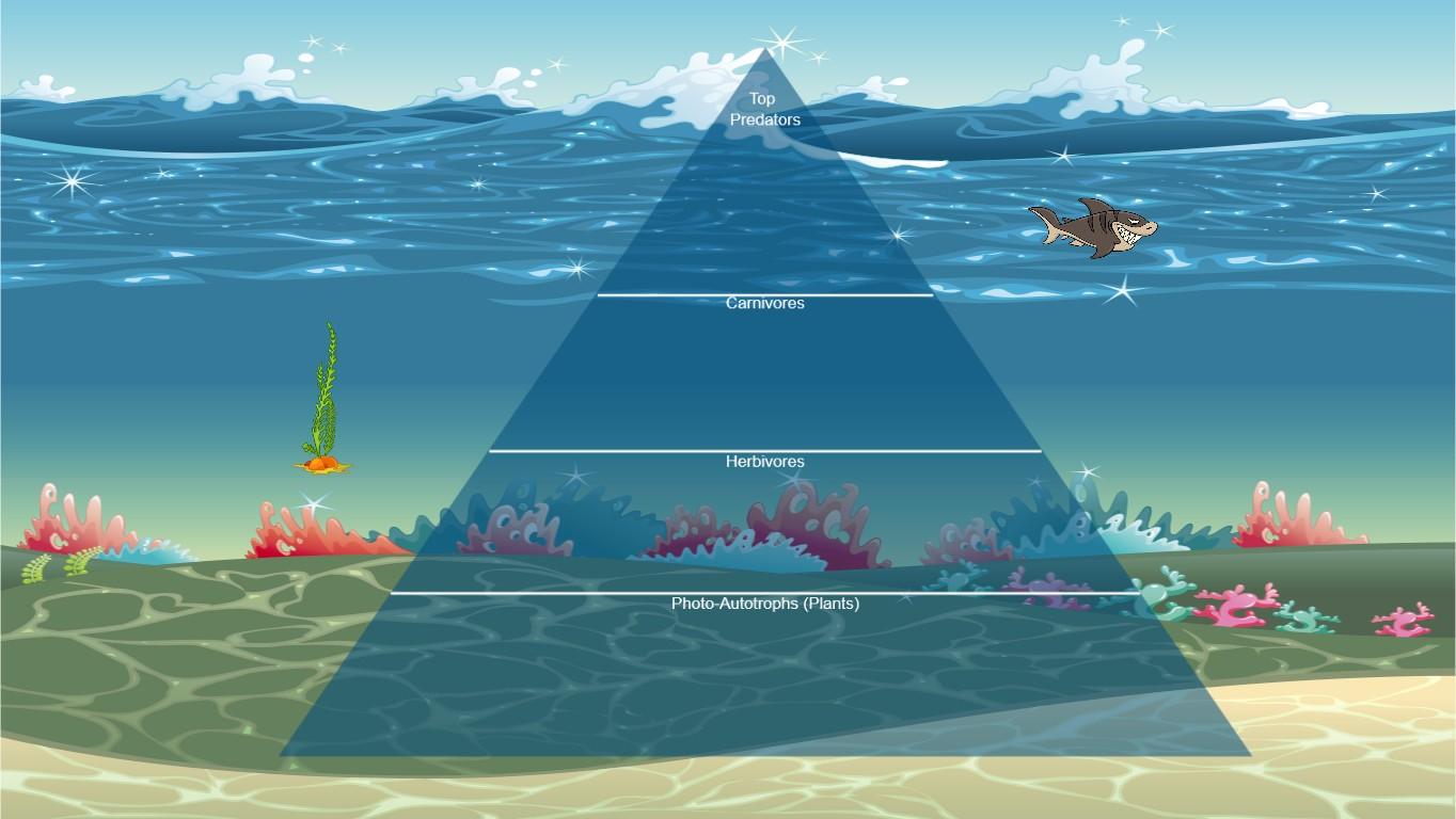 Ocean Ecological Pyramid