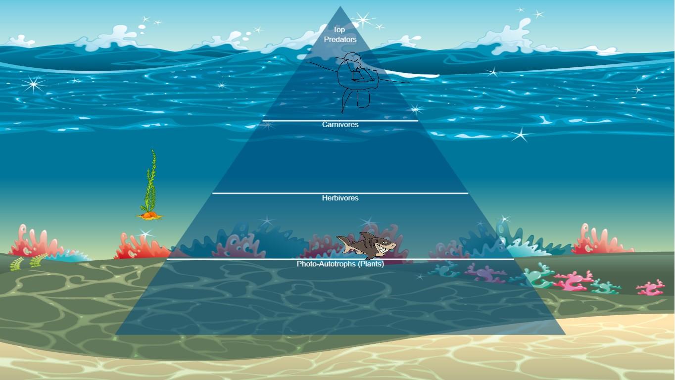 Ocean Ecological Pyramid