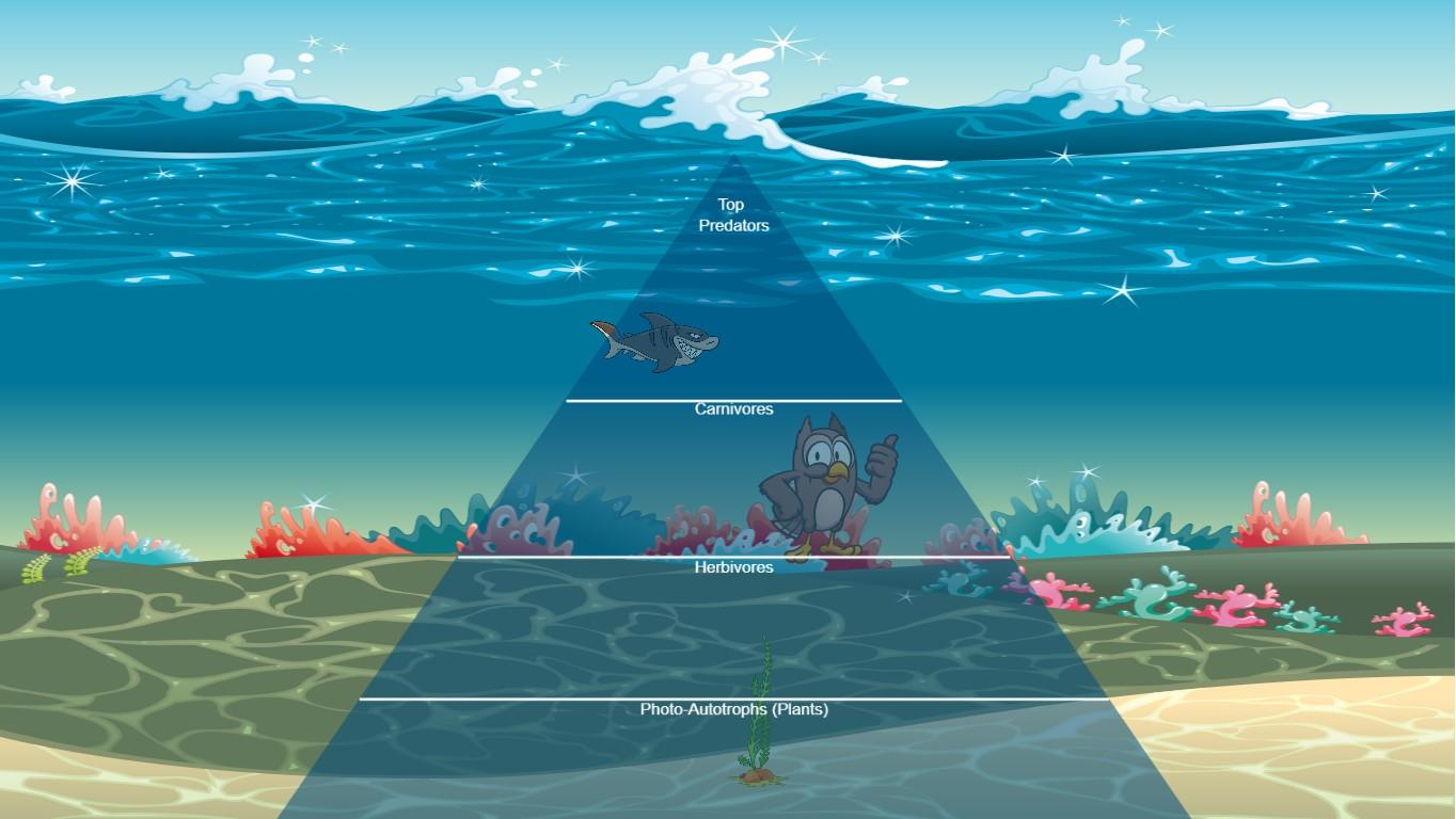 Ocean Ecological Pyramid