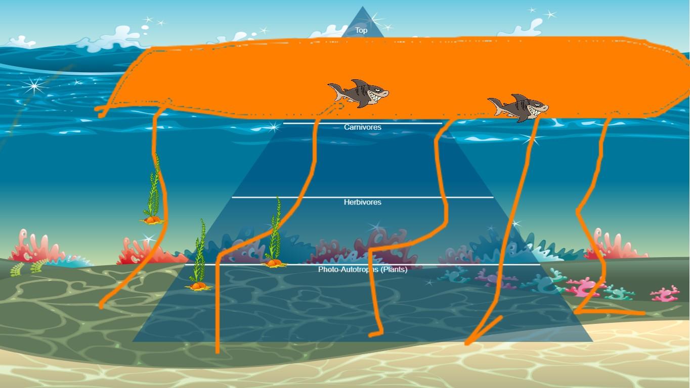 Ocean Ecological Pyramid