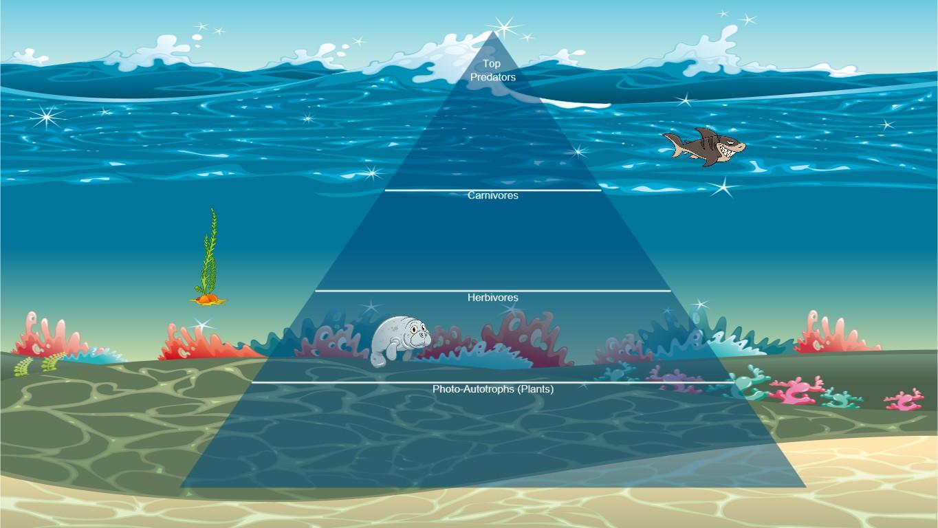 Ocean Ecological Pyramid