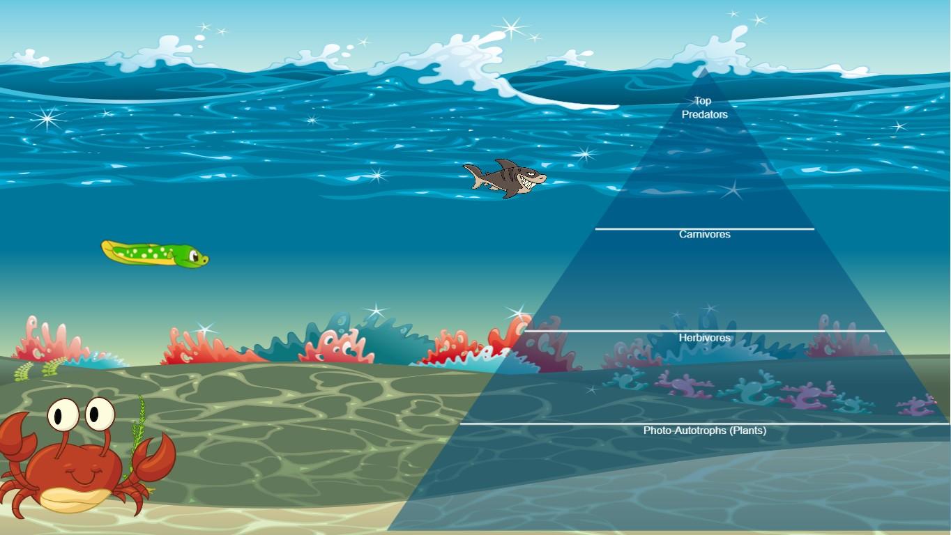 Ocean Ecological Pyramid