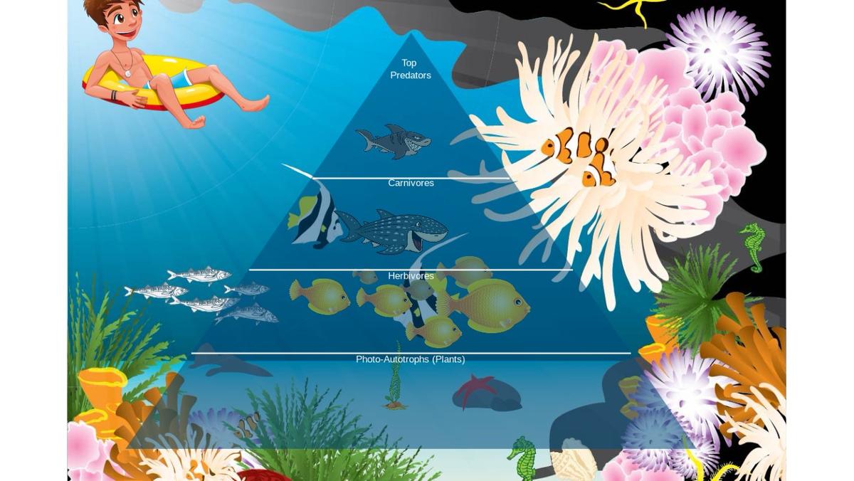 Ocean Ecological Pyramid