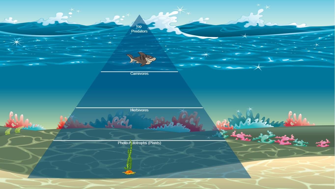 Ocean Ecological Pyramid