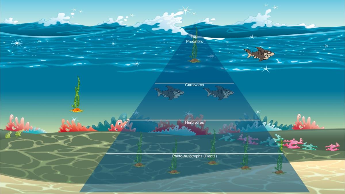 Ocean Ecological Pyramid