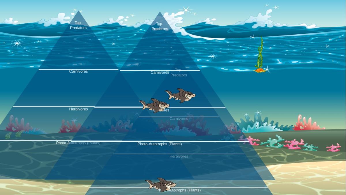 Ocean Ecological Pyramid