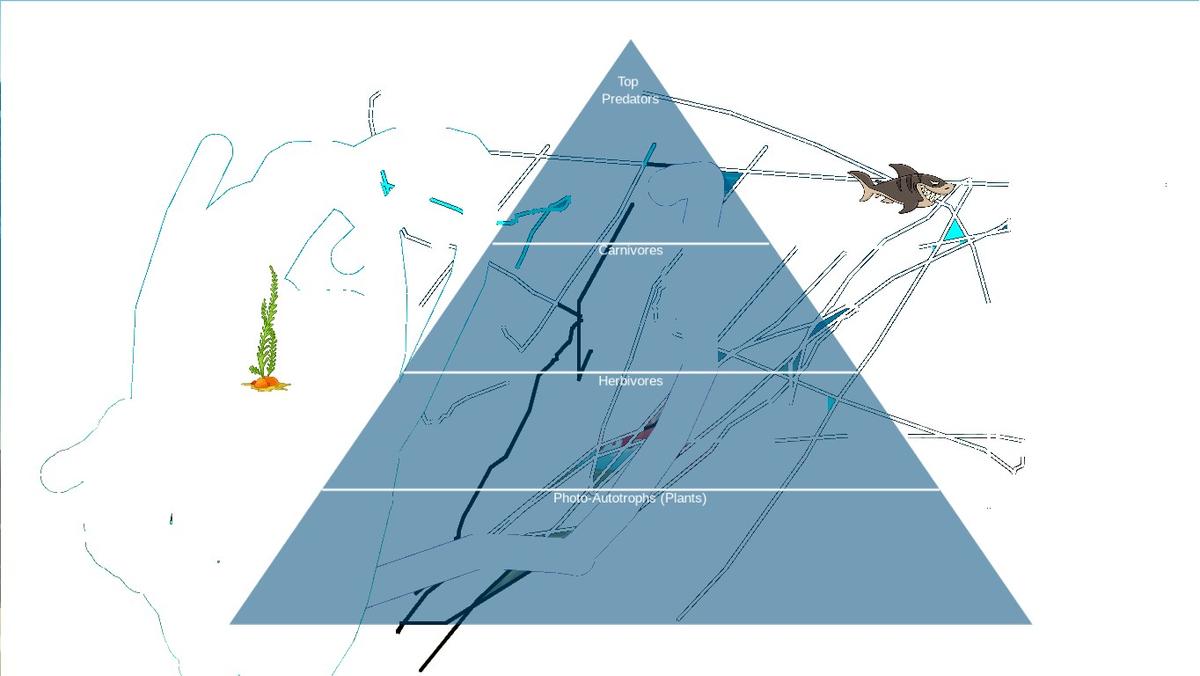 Ocean Ecological Pyramid