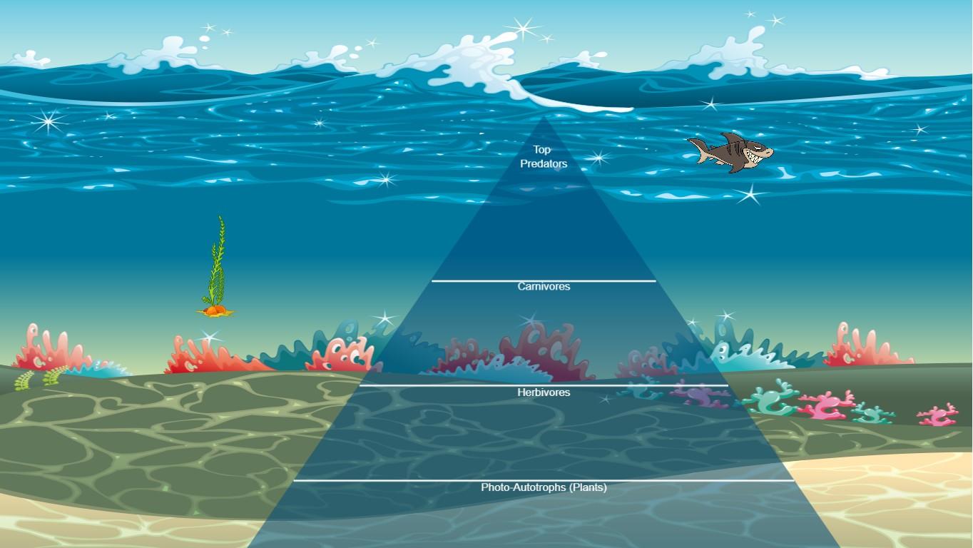 Ocean Ecological Pyramid