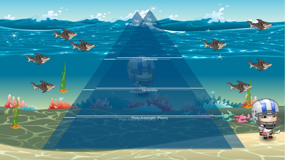 Ocean Ecological Pyramid