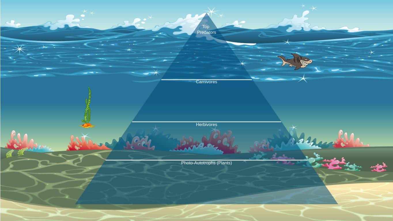 Ocean Ecological Pyramid