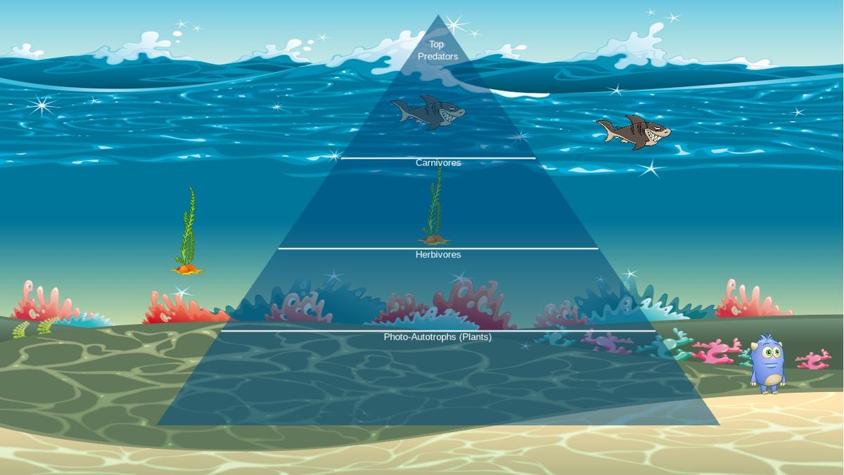 Ocean Ecological Pyramid