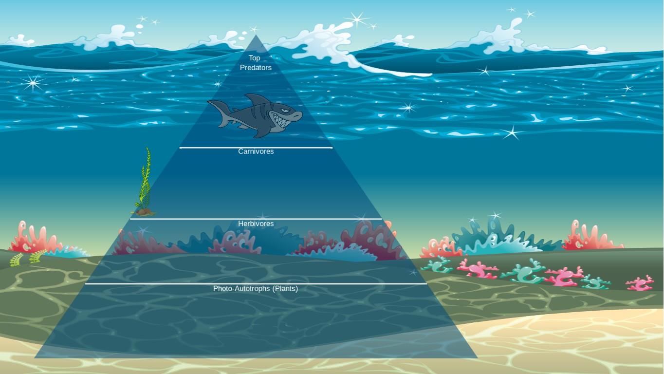 Ocean Ecological Pyramid