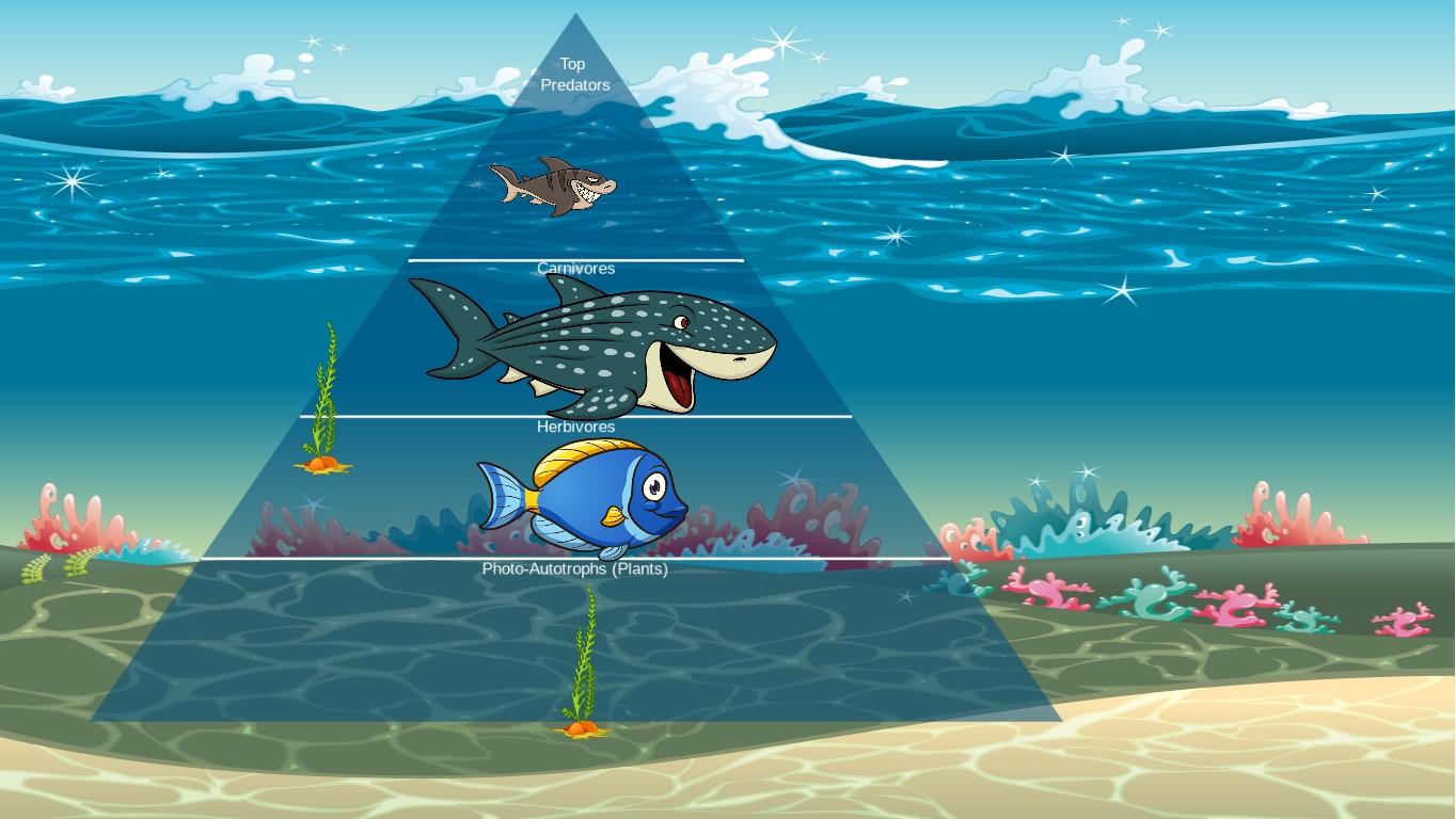 Ocean Ecological Pyramid