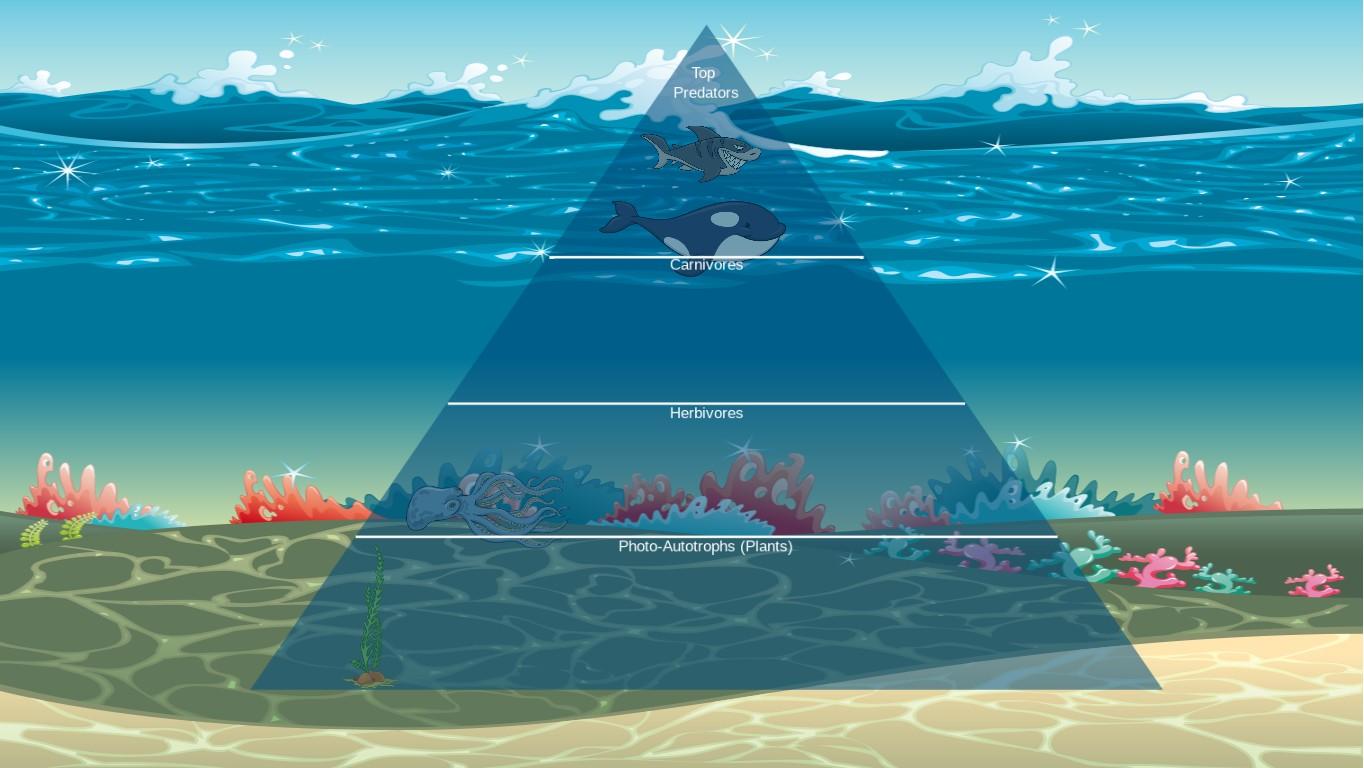 Ocean Ecological Pyramid