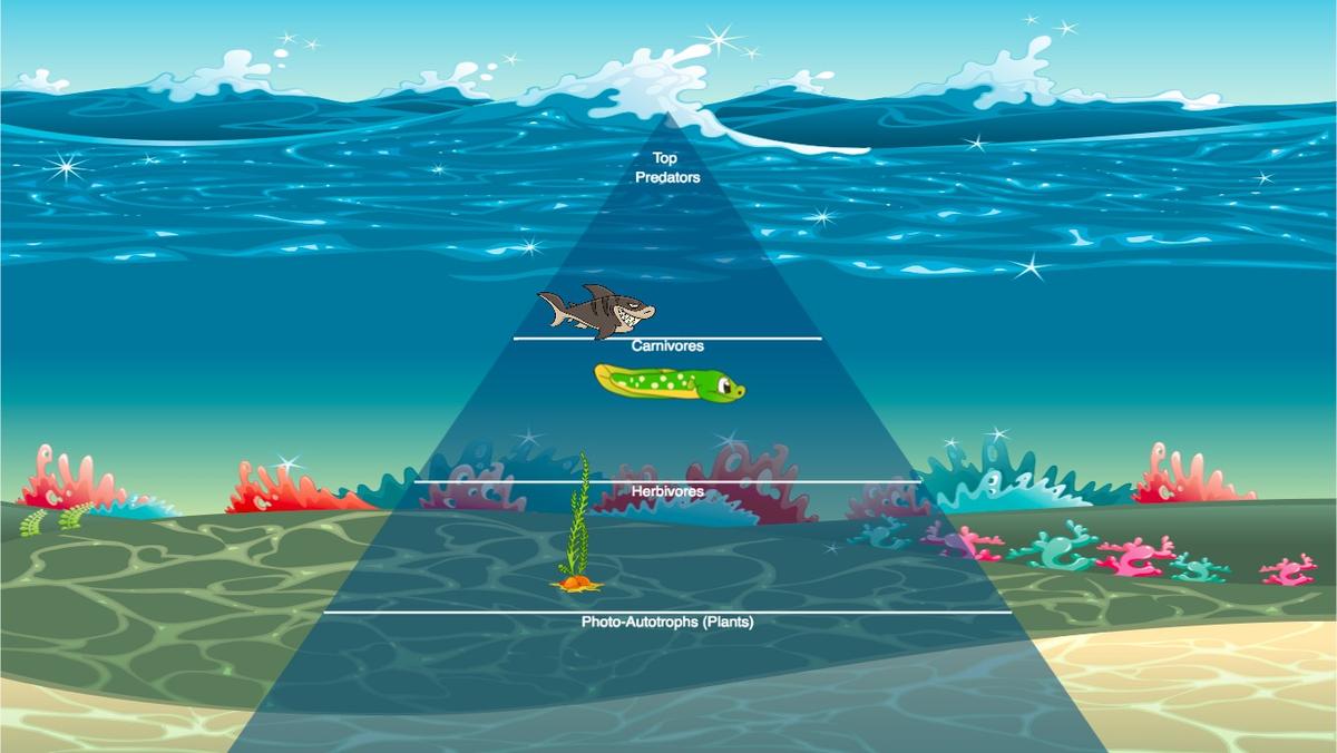 Ocean Ecological Pyramid