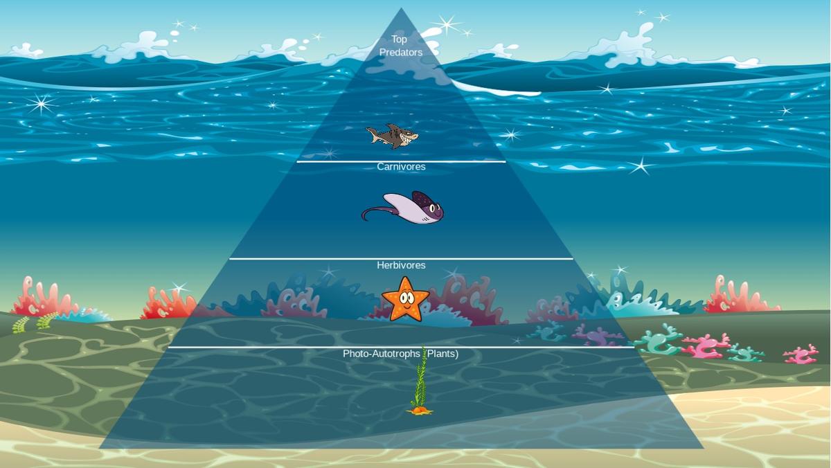 Ocean Ecological Pyramid