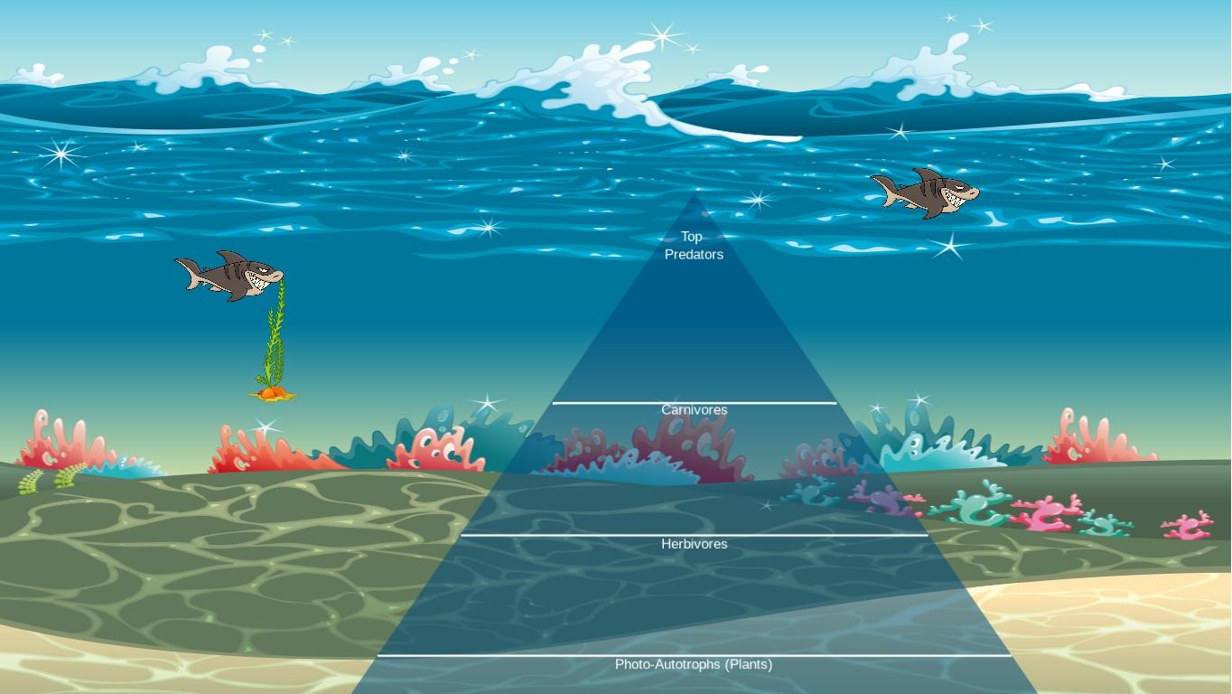 Ocean Ecological Pyramid