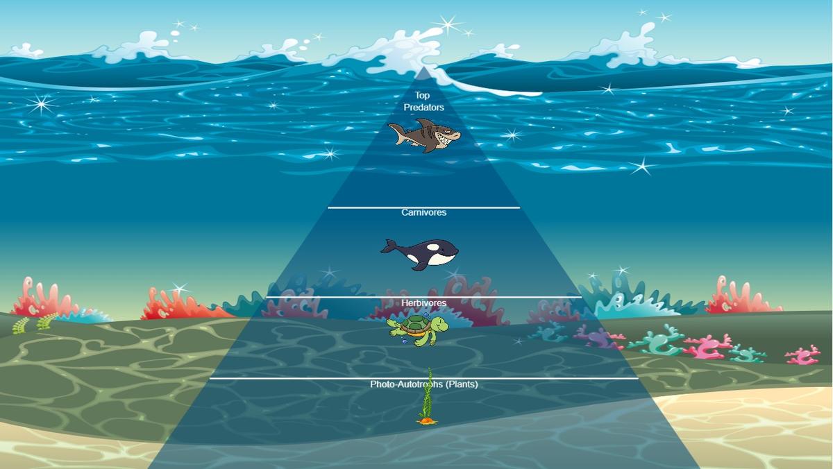 Ocean Ecological Pyramid