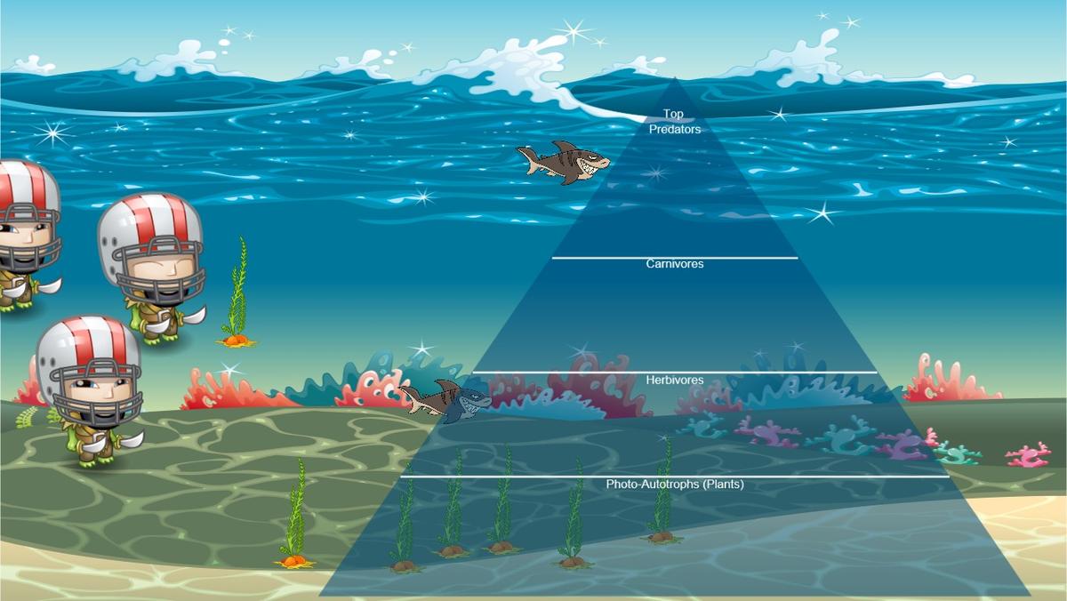 Ocean Ecological Pyramid