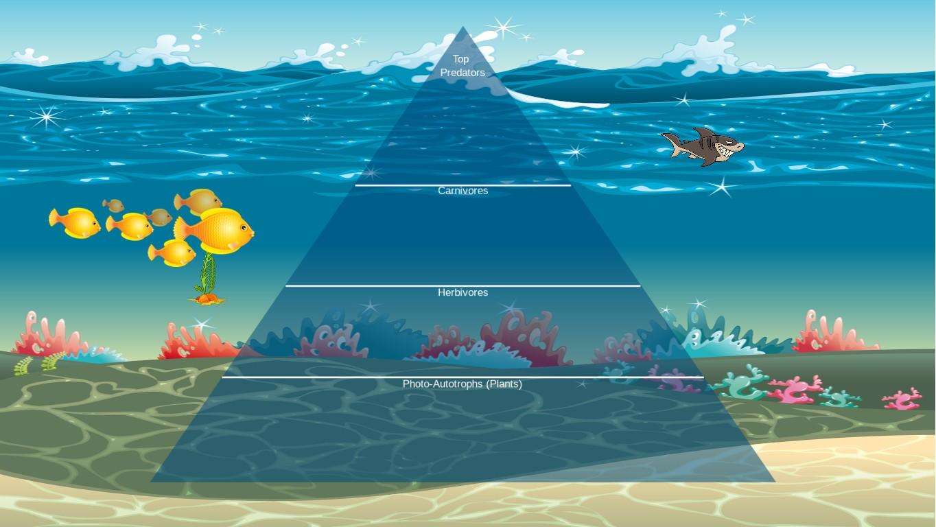 Ocean Ecological Pyramid