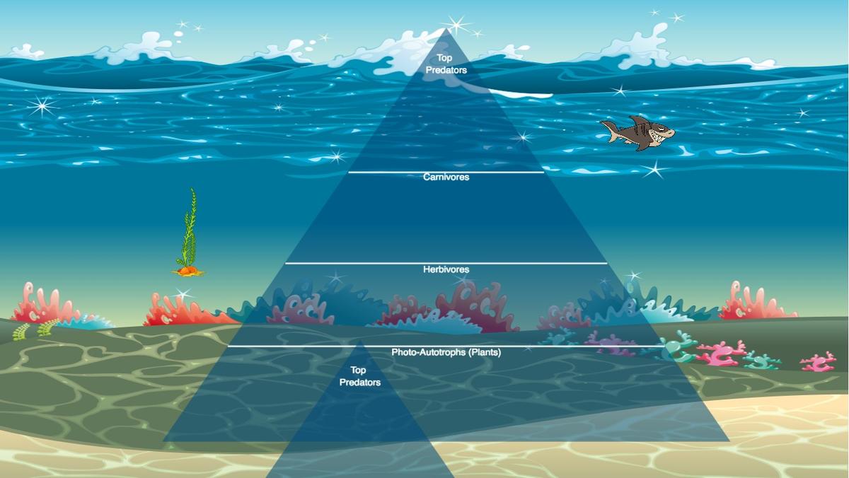 Ocean Ecological Pyramid