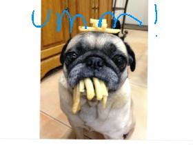 pug eating