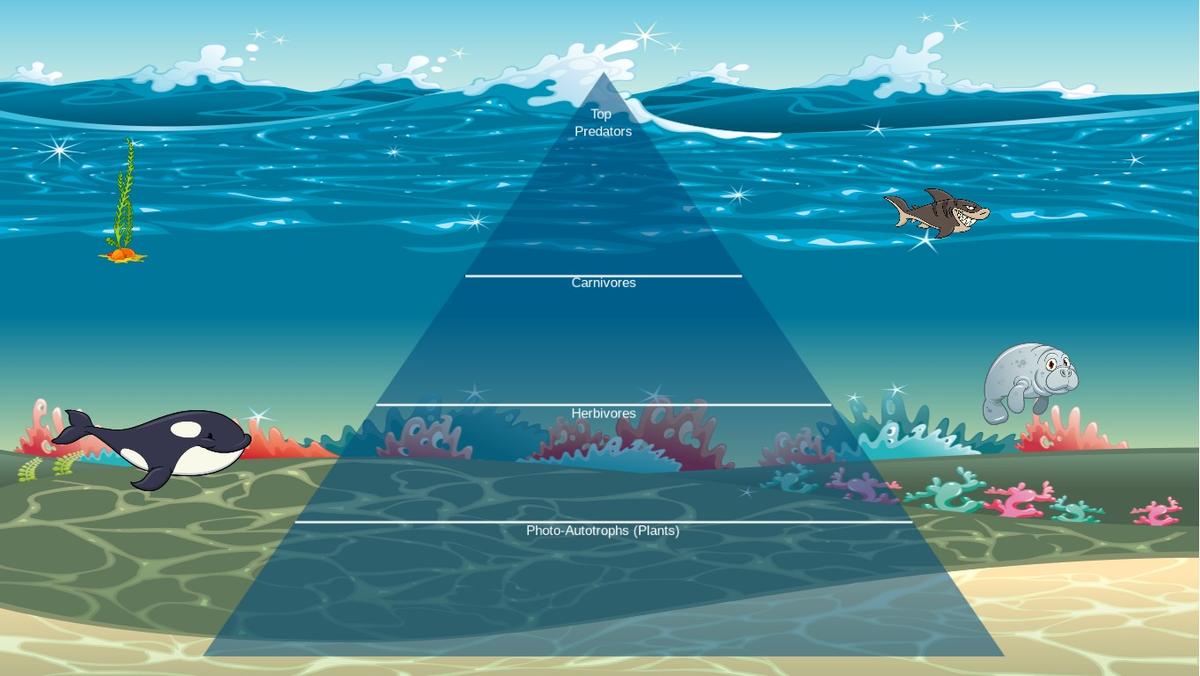 Ocean Ecological Pyramid