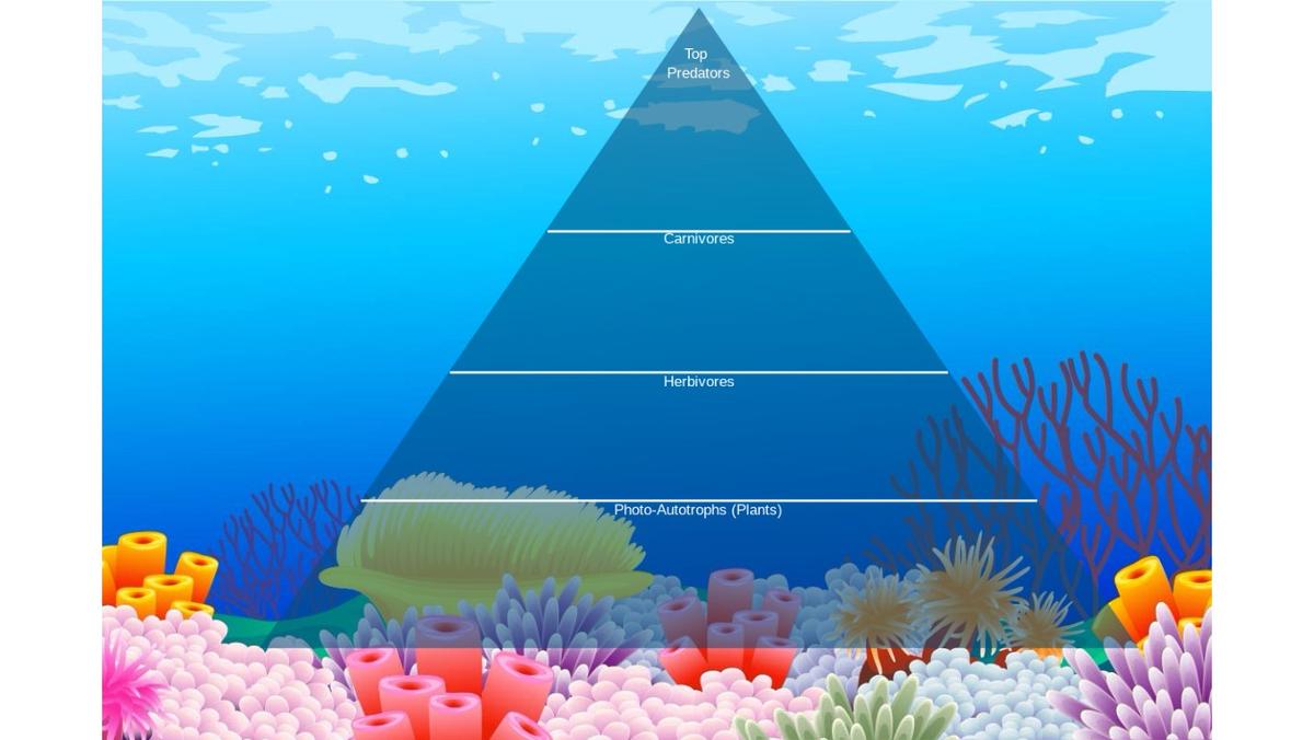 Ocean Ecological Pyramid