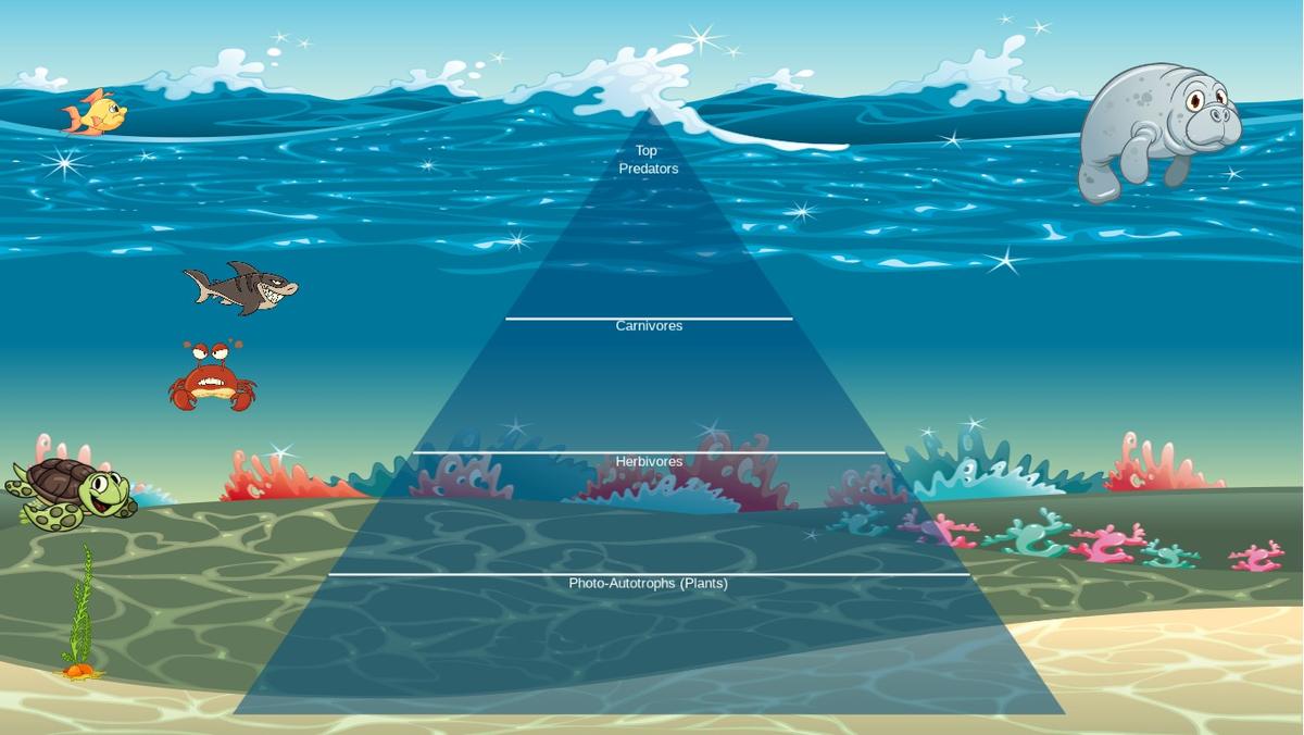 Ocean Ecological Pyramid