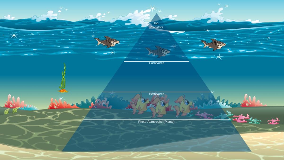 Ocean Ecological Pyramid