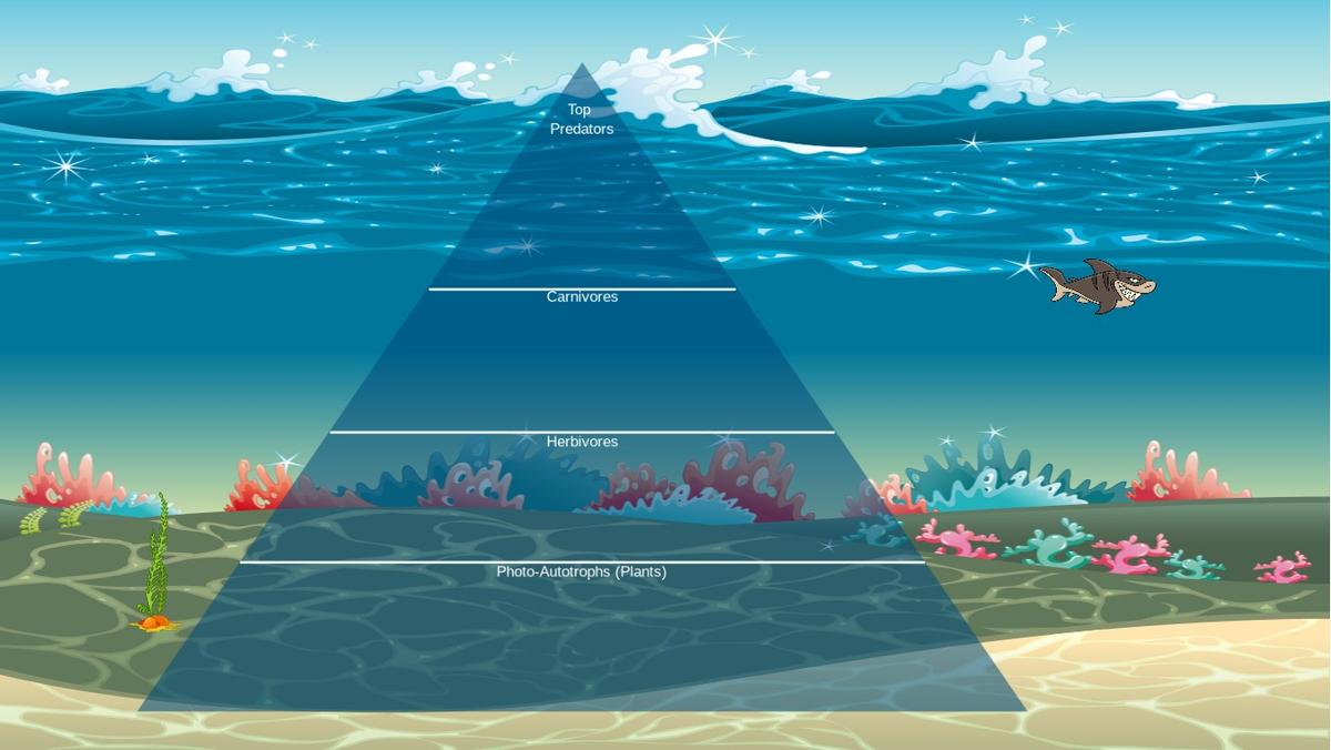 Ocean Ecological Pyramid