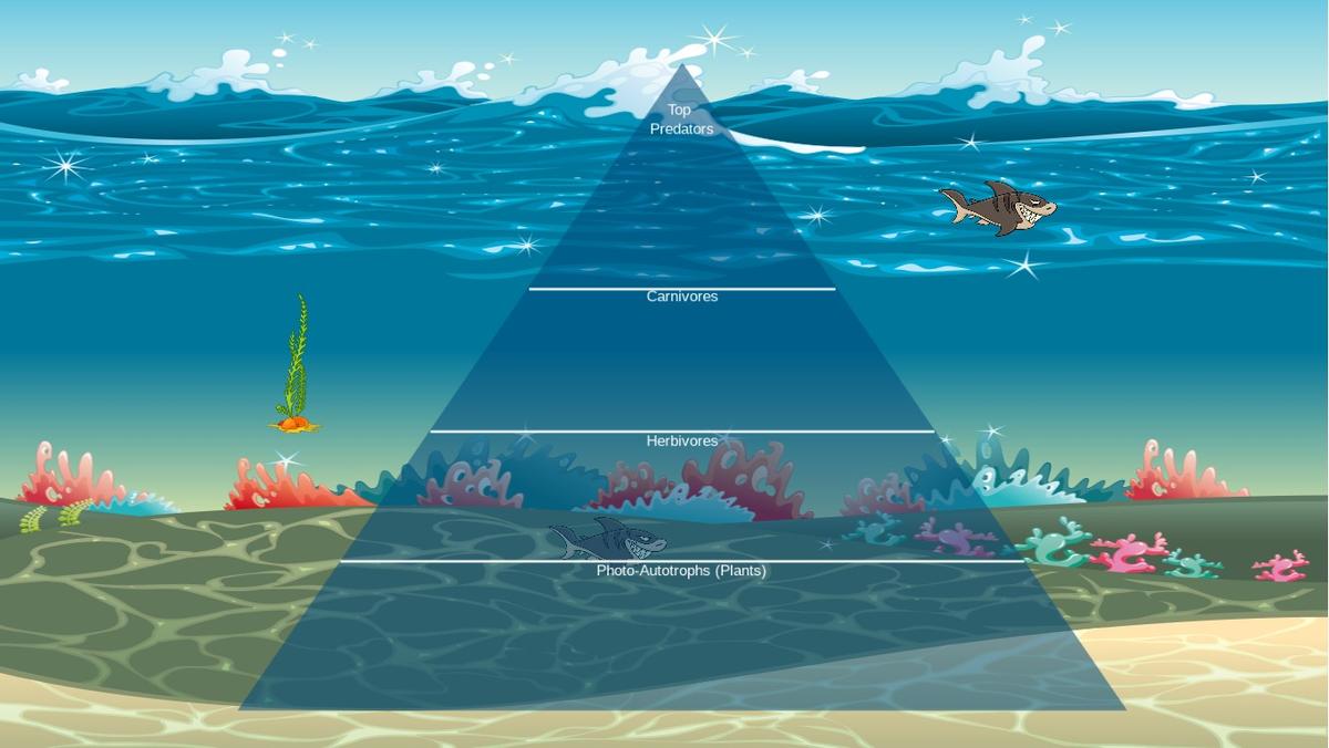 Ocean Ecological Pyramid