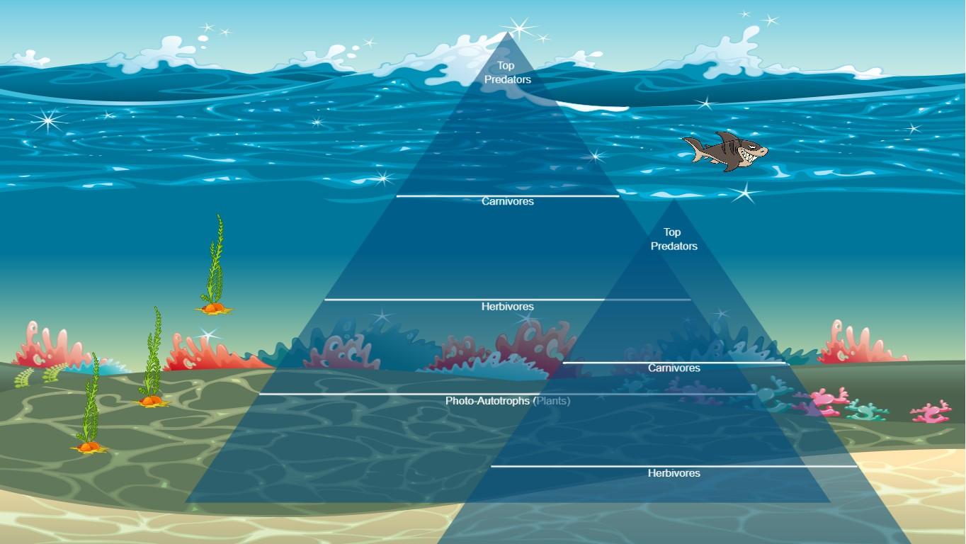 Ocean Ecological Pyramid