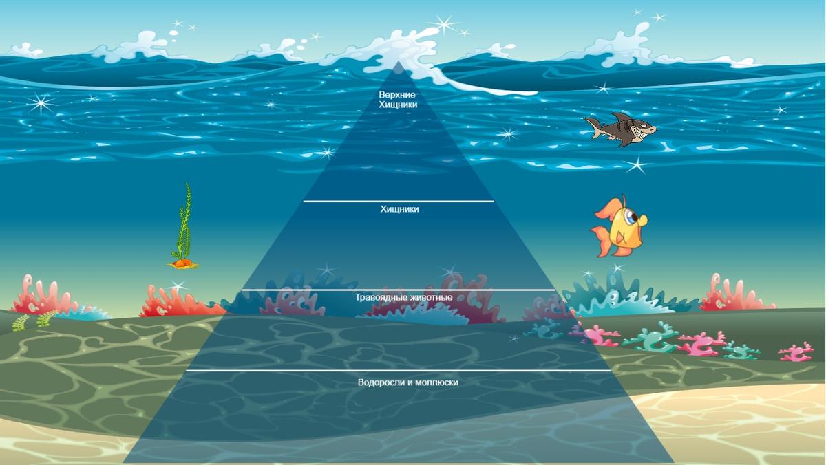 Ocean Ecological Pyramid