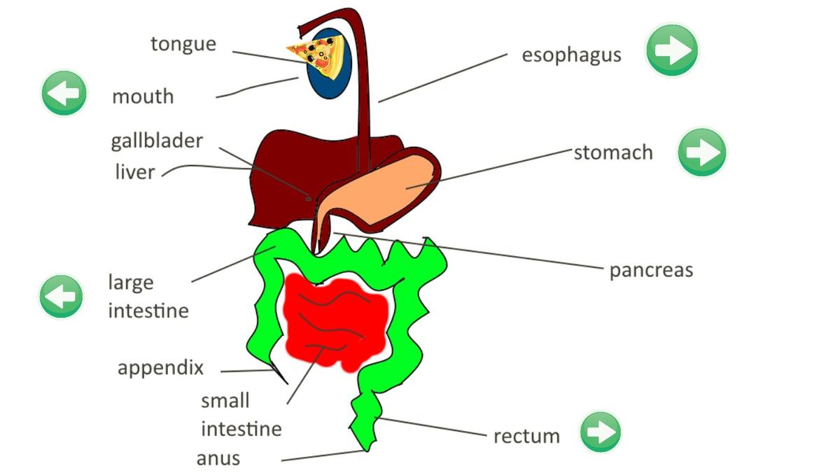 digestive system