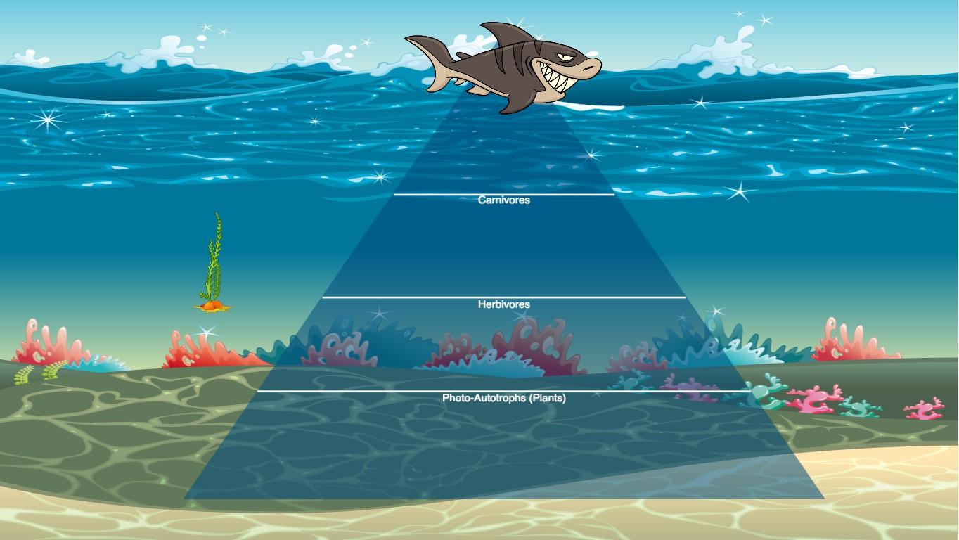 Ocean Ecological Pyramid