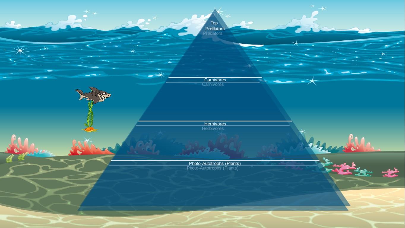 Ocean Ecological Pyramid