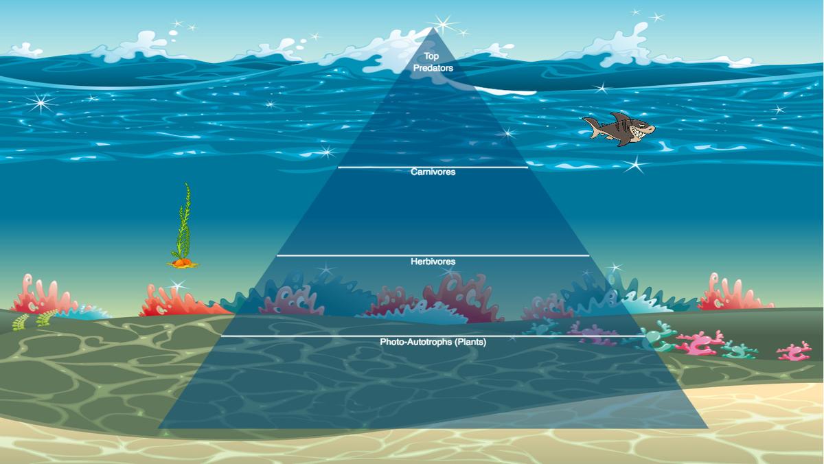 Ocean Ecological Pyramid