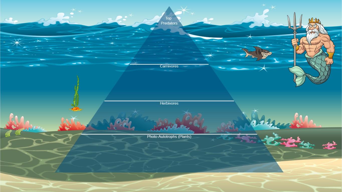 Ocean Ecological Pyramid